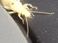 Euborellia annulipes