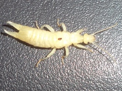 Euborellia annulipes