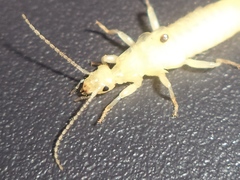 Euborellia annulipes