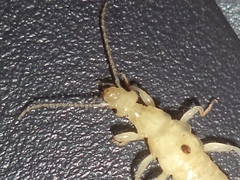 Euborellia annulipes