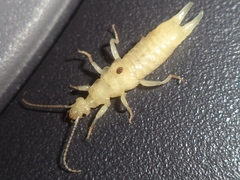 Euborellia annulipes