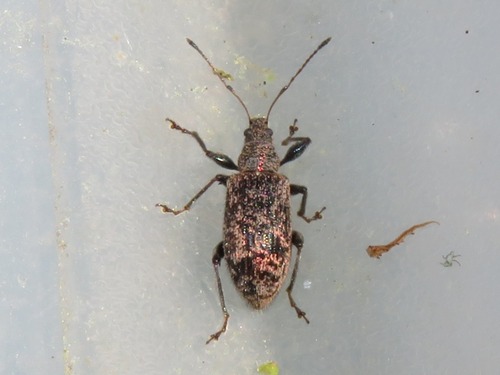 Phyllobius pilicornis, photo 5 of 10