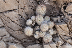 Escobaria sneedii sneedii