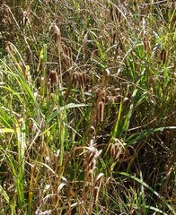 Carex comosa