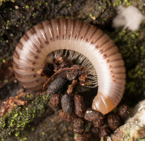 Cylindroiulus broti