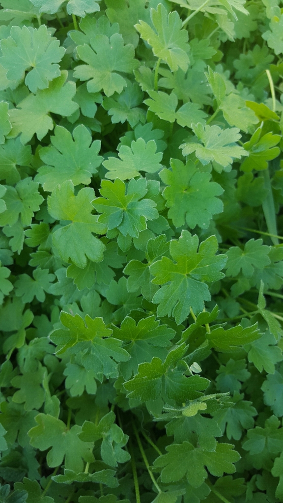 hoary bowlesia (Plants of Dallas/Fort Worth) · iNaturalist