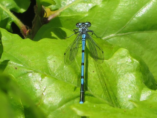 Azure Damselfly, Scheveningen, Den Haag, Nederland, photo 9 of 10