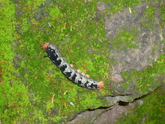 Arsenura polyodonta