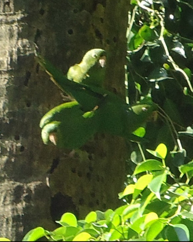 Pacific Parakeet (Psittacara strenuus), photo 9