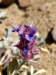 Salvia pachyphylla