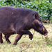 Bushpigs and Forest Hogs - Photo (c) Eddy Verbeek, some rights reserved (CC BY-NC), uploaded by Eddy Verbeek