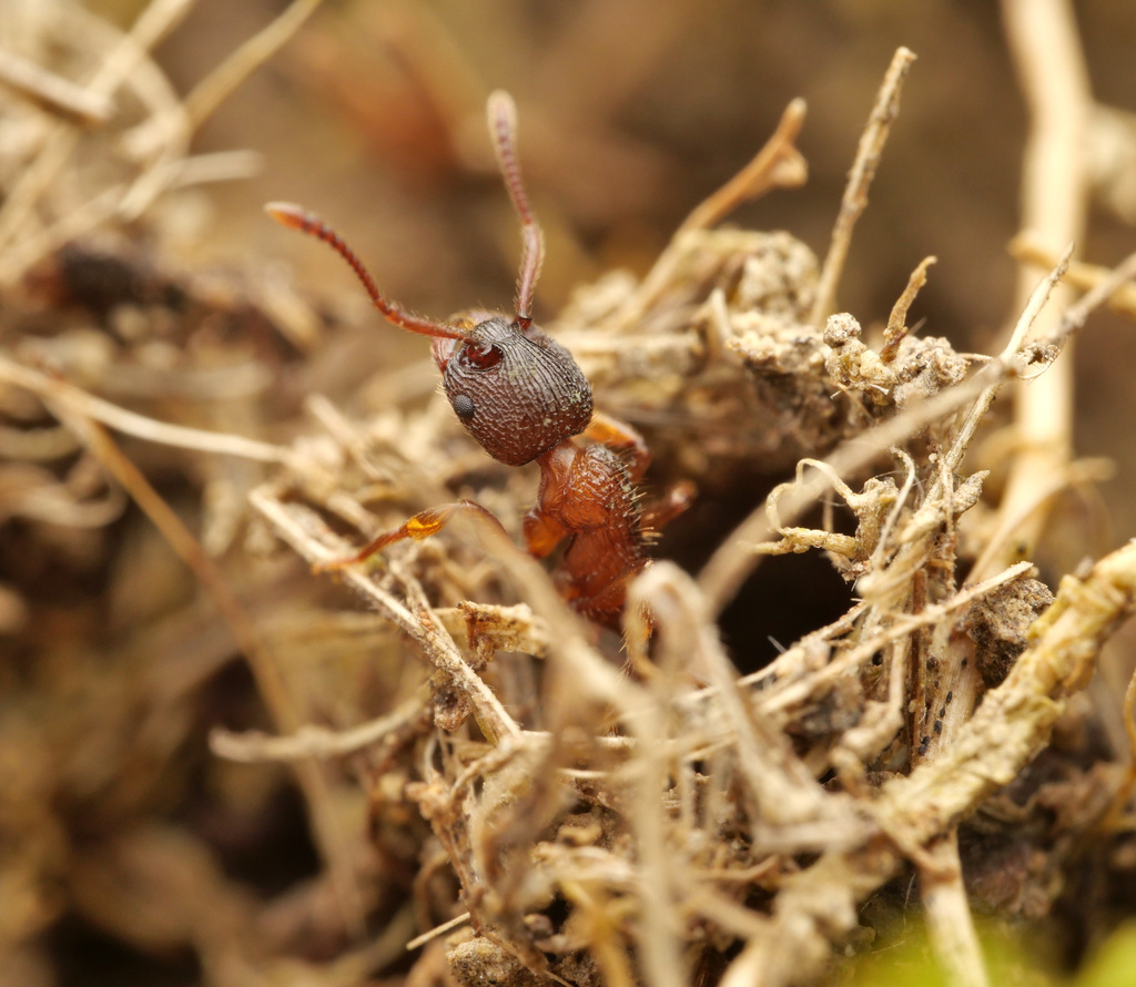 Myrmica schencki