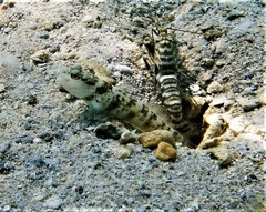 Black-Nape Shrimp-Goby photo 4