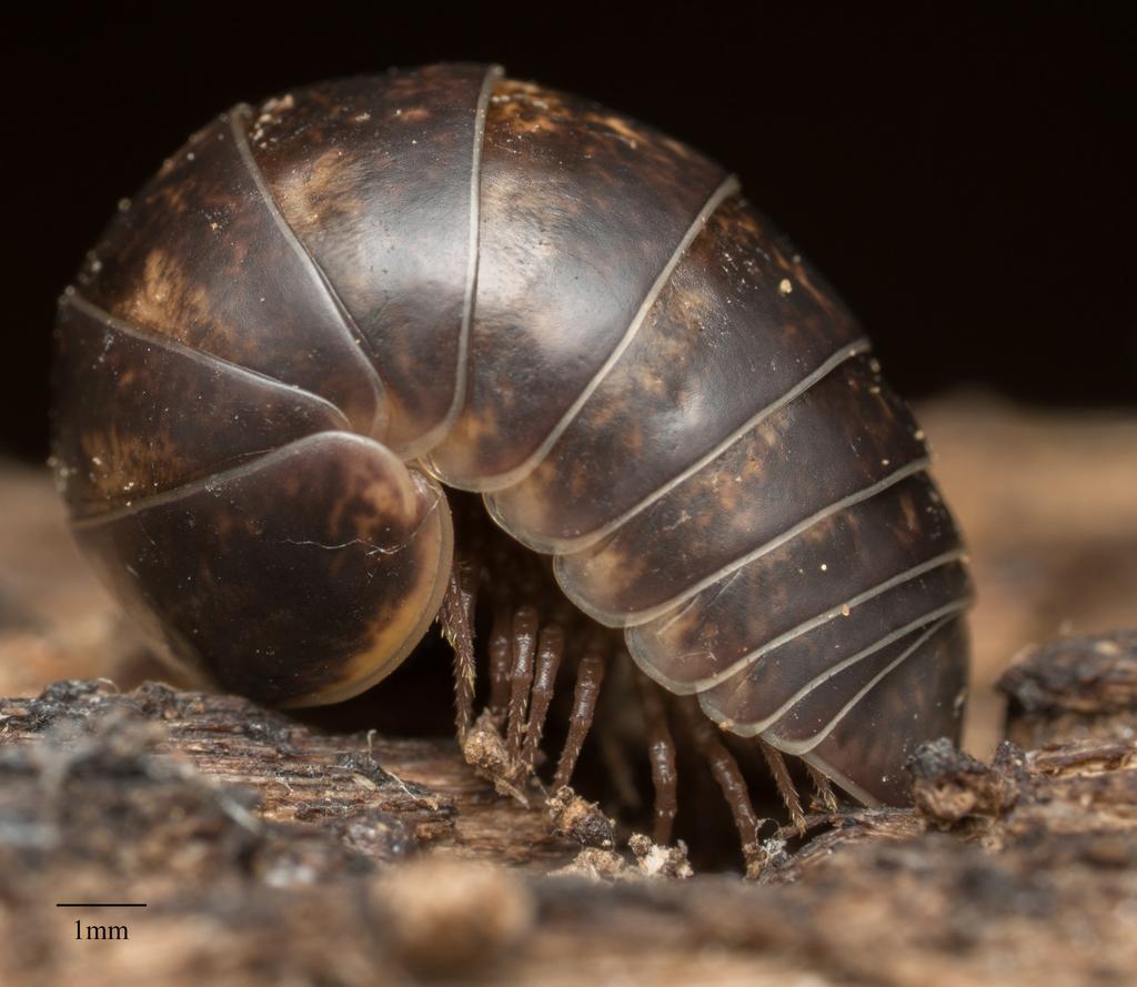 Glomeris