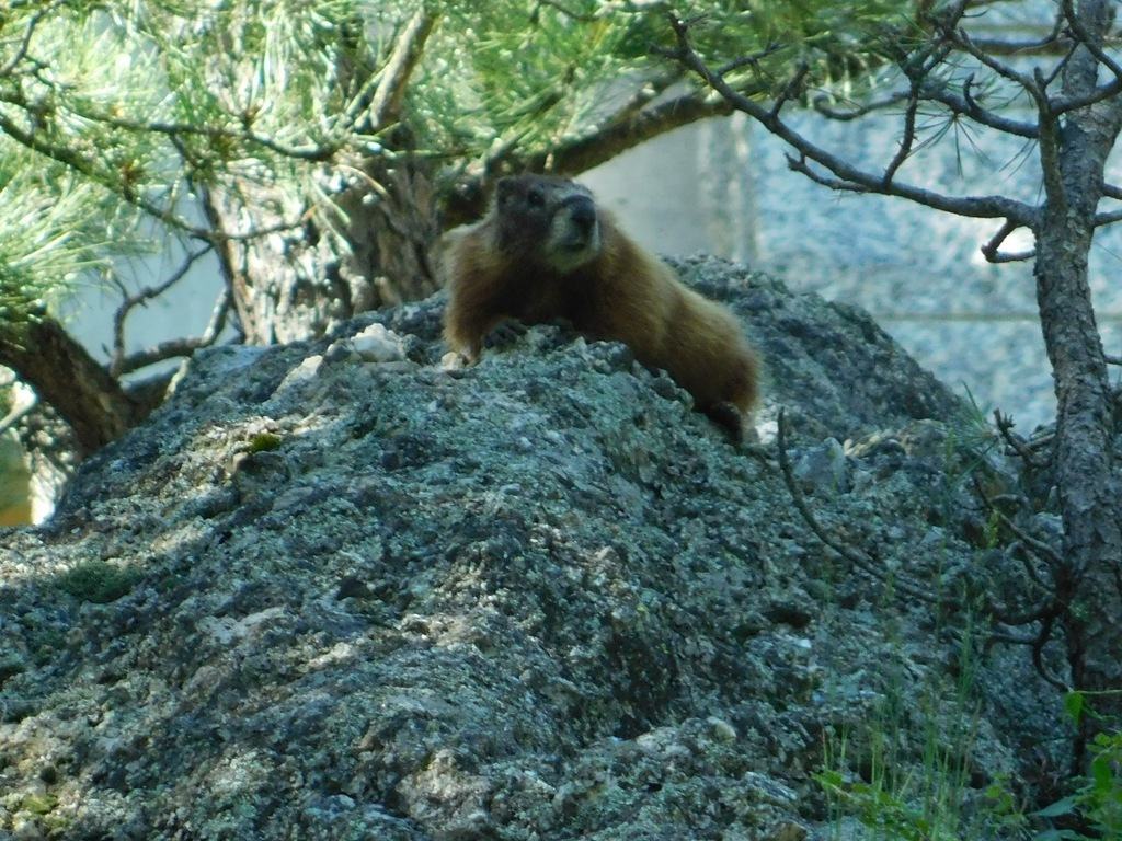 Black Hills Marmot