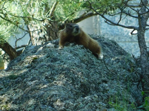 Black Hills Marmot