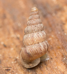 Cochlostoma septemspirale