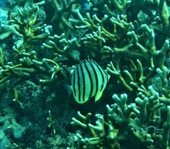 Chaetodon octofasciatus