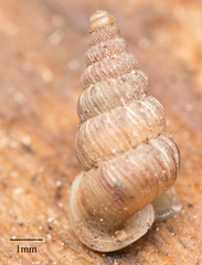 Cochlostoma septemspirale