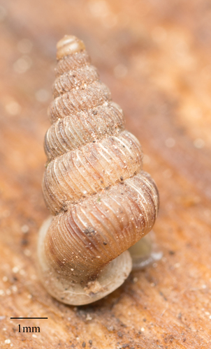 Cochlostoma septemspirale