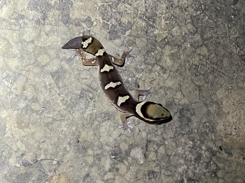 Lake Nyassa Thick-toed Gecko