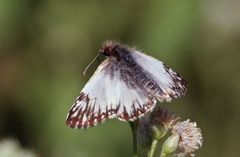 Heliopetes omrina