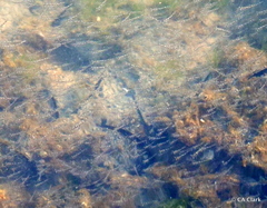 Eumalacostraca