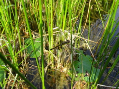 Celithemis martha