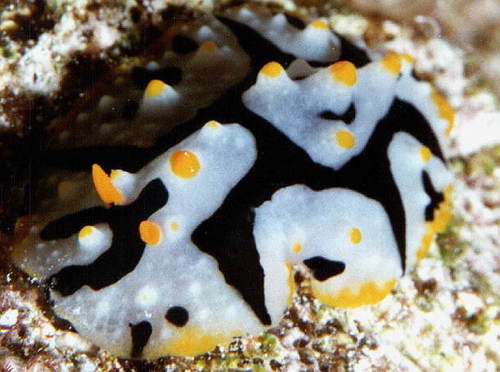 Phyllidia schupporum — seen at this dive site