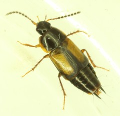 Tachinus subterraneus