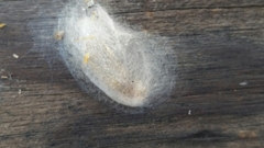 Insecta