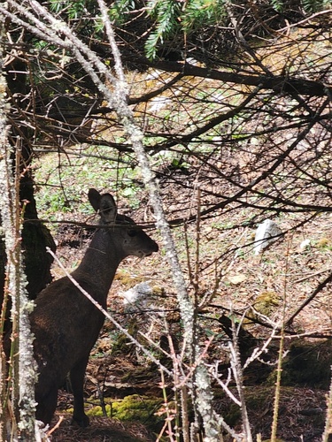 Himalayan Muskdeer