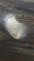 Insecta