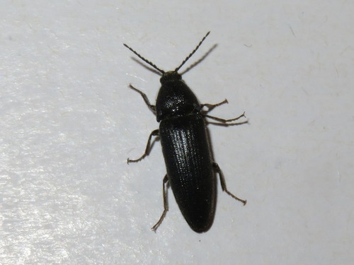 Melanotus punctolineatus, Scheveningen, Den Haag, Nederland, photo 7 of 10