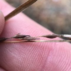 Carex debilis rudgei