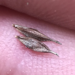 Carex debilis rudgei