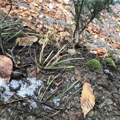 Carex debilis rudgei