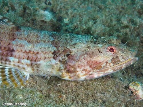 Red Lizardfish