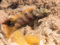 Epinephelus rivulatus