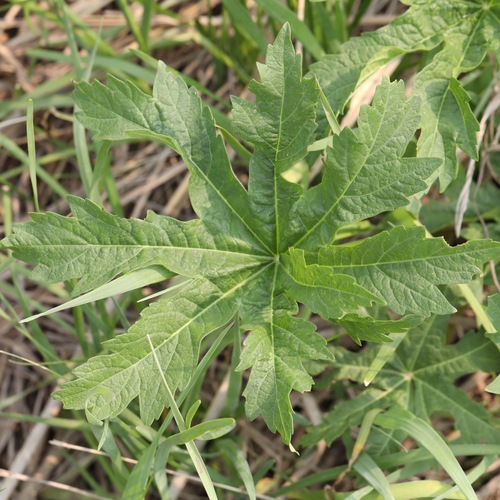 Napaea dioica