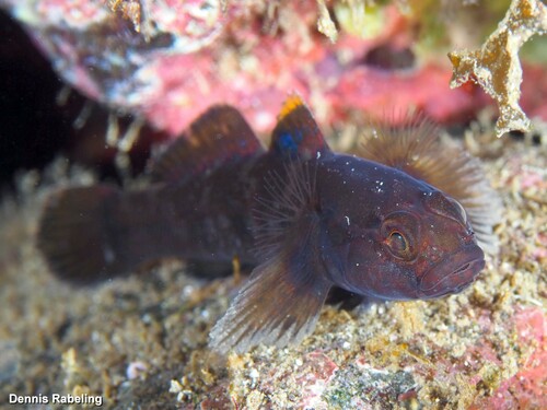 Rock Goby