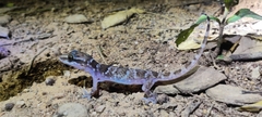 Dutta's Mahendragiri Gecko photo 2