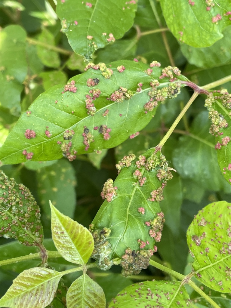 Poison Ivy Leaf Mite from Bennett Ln, Lewisville, TX, US on May 18 ...