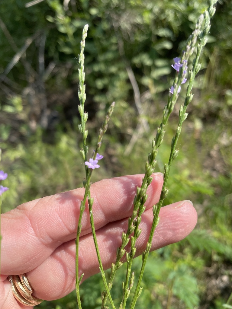 Texas vervain from S Railroad St, Lewisville, TX, US on May 18, 2023 at ...