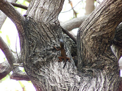 Anolis