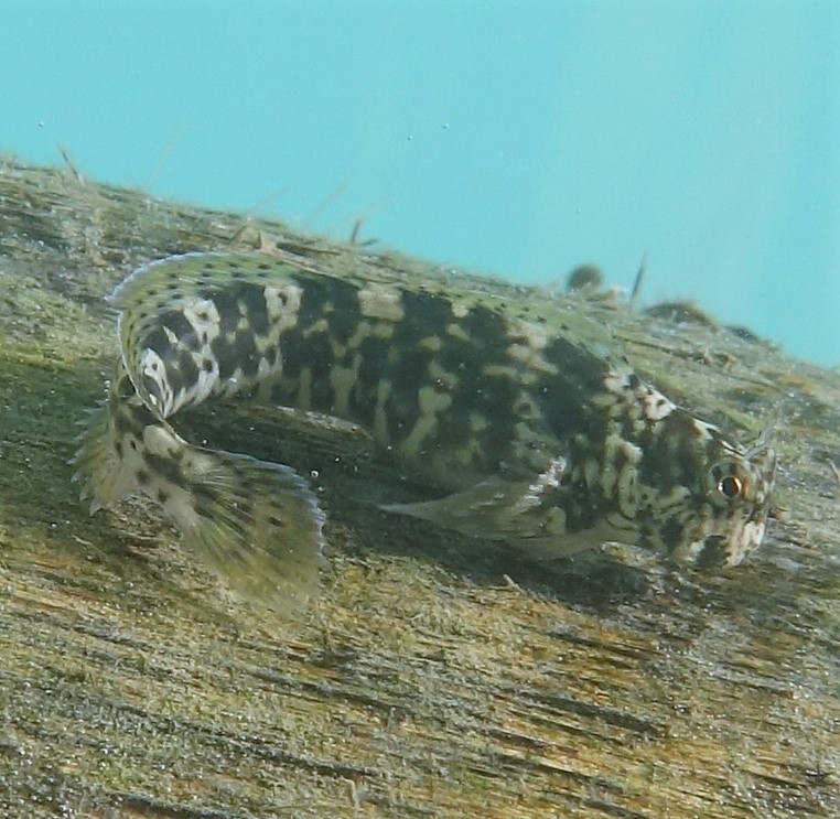 Cole's Rockskipper