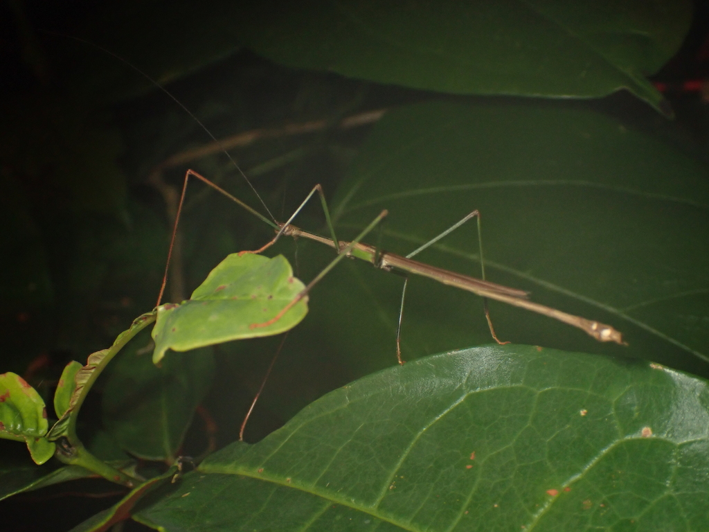 Lopaphus brachypterus
