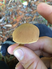 Cystoderma carcharias fallax