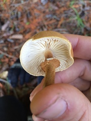 Cystoderma carcharias fallax