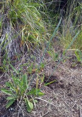 Anthosachne kingiana multiflora